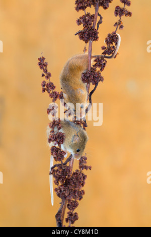 Ernte-Mäuse; Micromys Minutus; Klettern; VEREINIGTES KÖNIGREICH; in Gefangenschaft Stockfoto