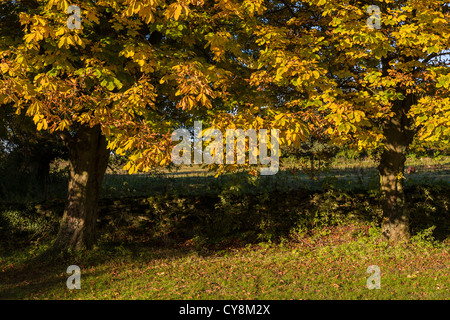 Rosskastanie Bäume in Lockton, North Yorkshire, England Stockfoto