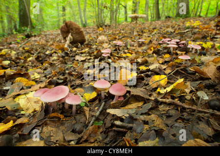 Lila Mütze Cap; Mycena Pura; Kent; VEREINIGTES KÖNIGREICH; Herbst; Stockfoto