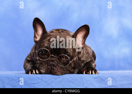 Französische Bulldogge liegend Stockfoto