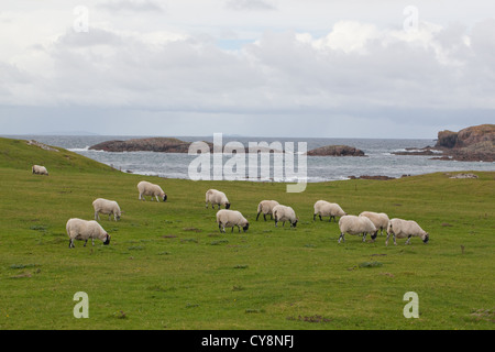 Scottish Blackface Schafe (Ovis Aries). Weiden am "Golfplatz". Westseite der Isle of Iona, Inneren Hebriden, SW Schottland. Stockfoto