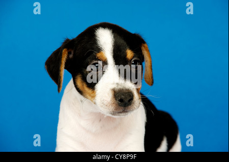 Jack Russell Terrier Welpe isoliert auf einem blauen Hintergrund Stockfoto