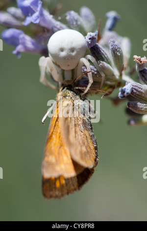 Krabben-Spinne Erfassung Beute Stockfoto