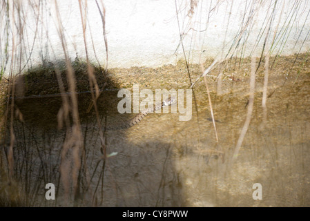 Ringelnatter (Natrix Natrix) im flachen Wasser Stockfoto