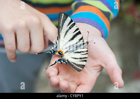 Kind hält Zebra Schwalbenschwanz Schmetterling in Palm, beschnitten Stockfoto