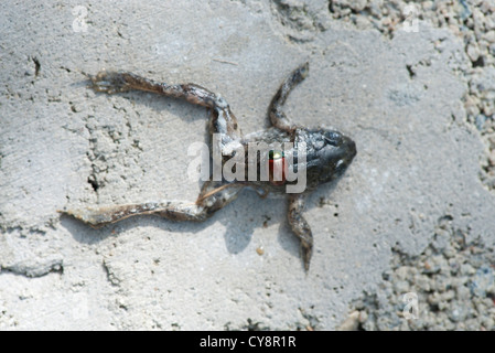 Japanische Käfer auf toter Frosch Stockfoto