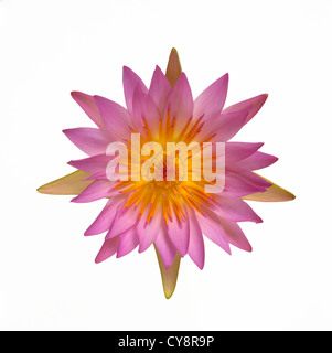 Nymphaea, Seerose. Draufsicht auf eine symmetrische rosa und gelbe Blume auf einem weißen Hintergrund. Stockfoto