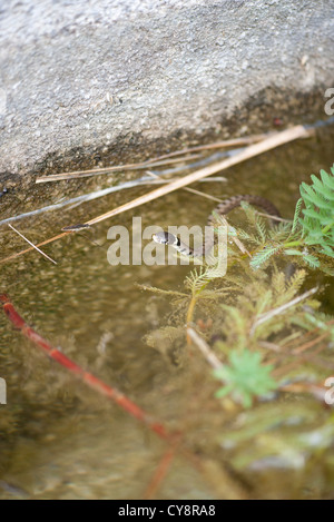 Ringelnatter (Natrix Natrix) im flachen Wasser Stockfoto