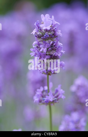 Lavandula Angustifolia, Lavendel, einzelne lila Blütenstand in flachen Fokus gegen andere Lavendel isoliert. Stockfoto