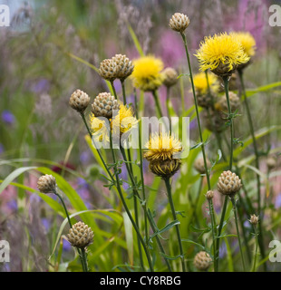 Centaurea Macrocephala, Riesen-Flockenblume. Stockfoto