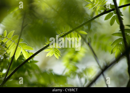 Sorbus Aucuparia, Rowan. Stockfoto