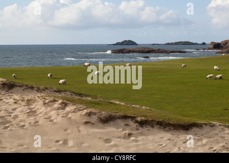 Scottish Blackface Schafe (Ovis Aries). Beweidung. Westseite der Isle of Iona, Inneren Hebriden, SW Schottland. Atlantischen Ozean. Stockfoto