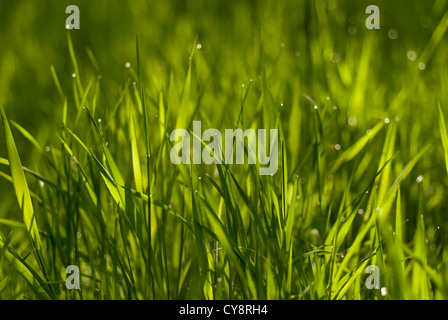 Grass Sorte, Grass. Stockfoto