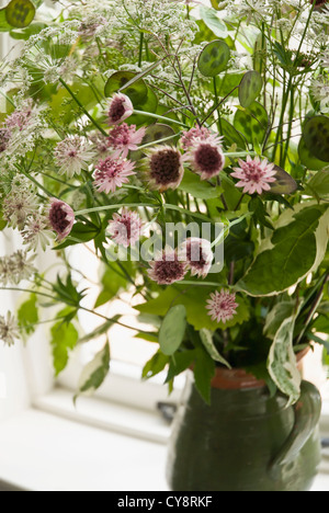 Astrantia große 'Buckland', Astrantia, Sterndolde. Stockfoto