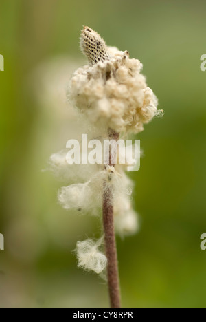 Anemone Sylvestris, Anemone. Stockfoto