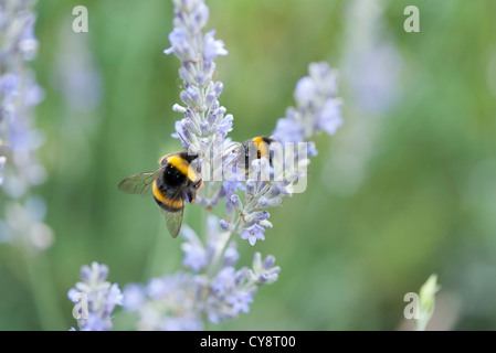 Hummeln hocken auf Lavendelblüten Stockfoto