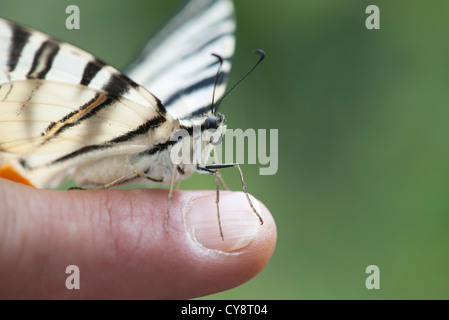Zebra-Schwalbenschwanz-Schmetterling hocken auf jemandes Finger abgeschnitten Stockfoto