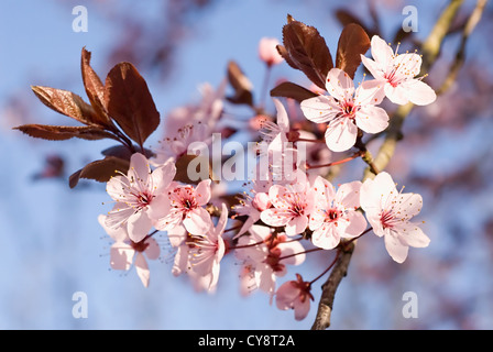 Prunus Cerasifera 'Nigra', Kirschpflaume, reiche Blüte Blüte mit kleinen rosa Blüten. Stockfoto