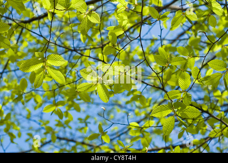 Carpinus Betulus, Hainbuche. Stockfoto