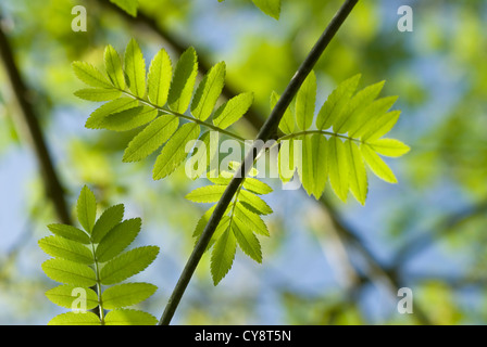 Sorbus Aucuparia, Rowan. Stockfoto