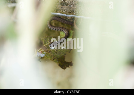 Ringelnatter (Natrix Natrix) im Wasser Stockfoto