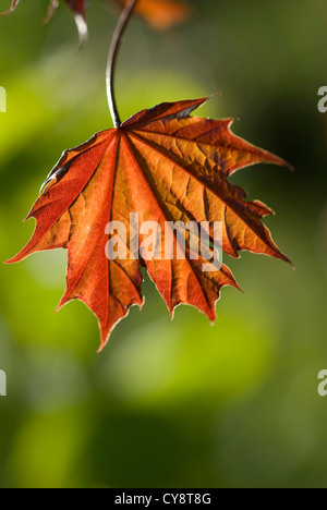 Acer Platanoides, Ahorn, Spitz-Ahorn. Stockfoto