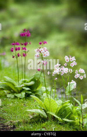 Primula x Kandelaber Hybriden, Kandelaber Primula. Stockfoto