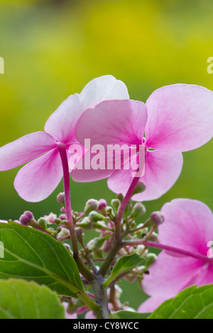 Hydrangea Macrophylla, Hortensie, Lacecap-Hortensien. Stockfoto