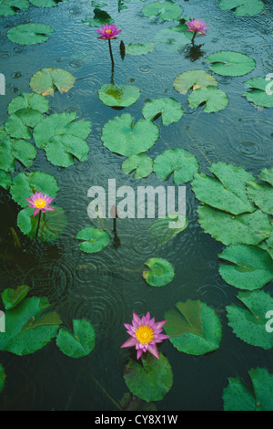 Nymphaea Sorte, Seerose. Stockfoto