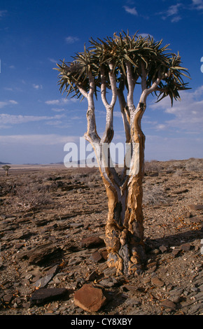 Aloe Dichotoma, Köcherbaum. Stockfoto