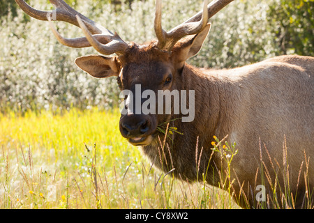 Ein Stier Elche oder Wapiti im Jasper-Nationalpark, Rocky Mountains, Kanada. Stockfoto