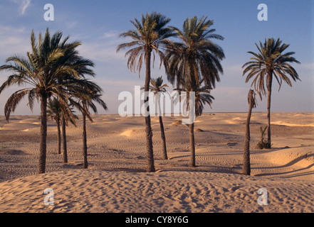 Phoenix Dactylifera, Palm, Dattelpalme. Stockfoto