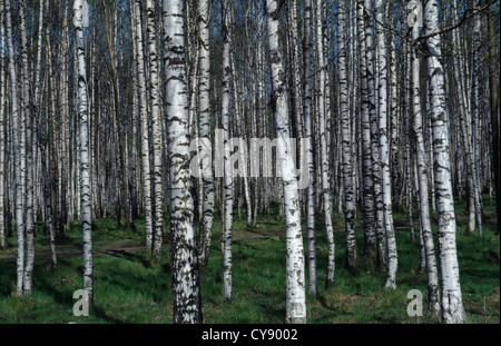 Betula Pendel, Birke, Birke, Full-Frame-Bild vertikal wachsenden Silber gefärbt schmalen Baumstämme im Wald. Stockfoto