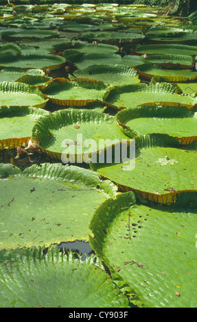 Victoria Cruziana pads Riesen Seerose in Amazonien, Brasilien. Stockfoto