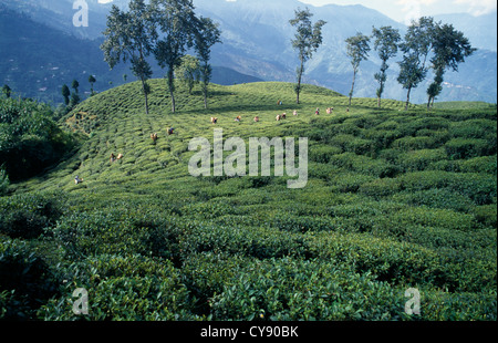 Camellia Sinensis, der Teepflanze. Stockfoto