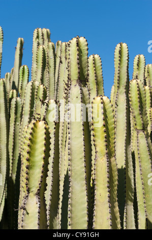 Kakteen wachsen wild in Gran Canaria Kanaren Spanien Stockfoto