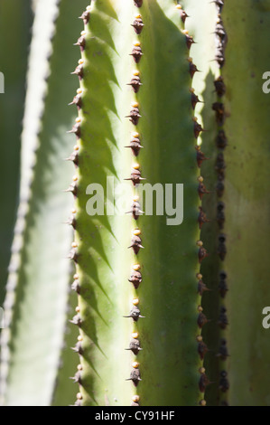 Kakteen wachsen wild in Gran Canaria Kanaren Spanien Stockfoto