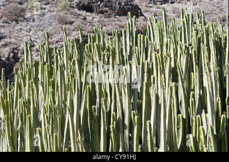 Kakteen wachsen wild in Gran Canaria Kanaren Spanien Stockfoto