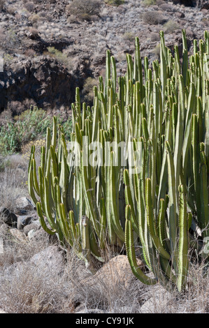 Kakteen wachsen wild in Gran Canaria Kanaren Spanien Stockfoto