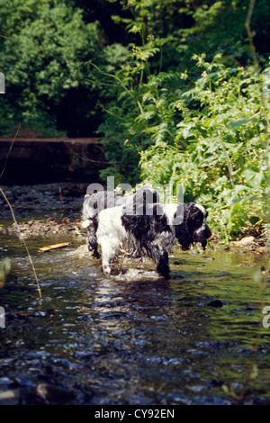 ZWEI COCKER SPANIEL ZU FUß DURCH DEN FLUSS / ENGLAND Stockfoto