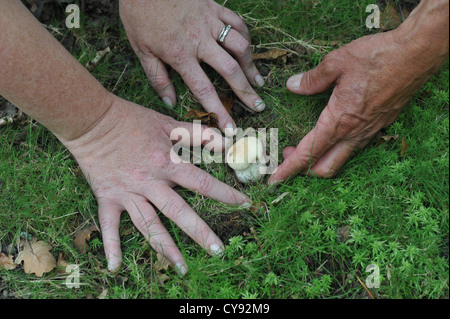 Gesammelten Pilze und anderen wilden Wald-Produkten Stockfoto