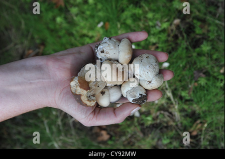 Gesammelten Pilze und anderen wilden Wald-Produkten Stockfoto