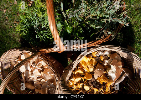 Gesammelten Pilze und anderen wilden Wald-Produkten Stockfoto