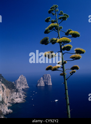 Agave Americana, Agave. Stockfoto