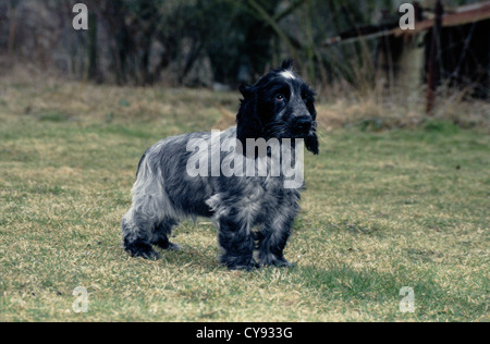 COCKER SPANIEL SEITE STEHEND / ENGLAND Stockfoto