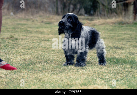 COCKER SPANIEL SEITE STEHEND / ENGLAND Stockfoto