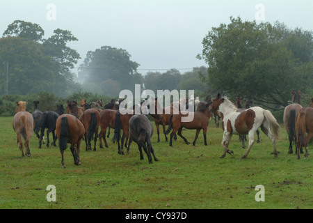 New Forest Pony Round-Up auf die Wehre in der Nähe von Brockenhurst Stockfoto