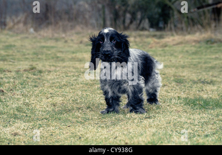 COCKER SPANIEL SEITE STEHEND / ENGLAND Stockfoto