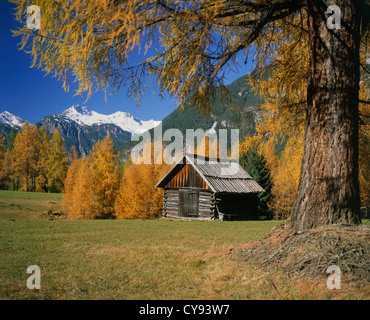 Baum, Baum. Stockfoto