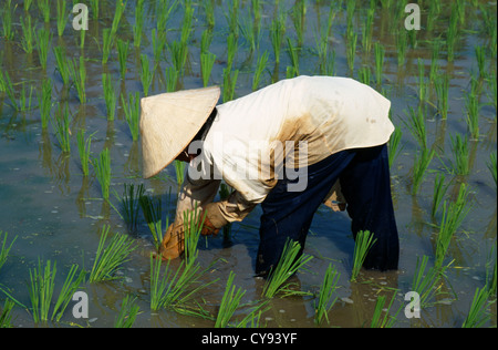 Malaysia, Langkawi, Oryza Sativa, Reis, Arbeitnehmerin trägt konische Strohhut Anpflanzen von Setzlingen in einem Reisfeld. Stockfoto